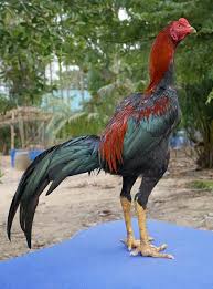 87 Gambar Ayam Wiring Galih Asli Terbaik Gambar Pixabay