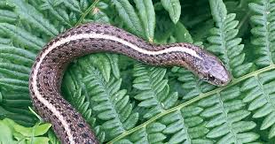 The northwestern garter snake (thamnophis ordinoides) is a species of snake in the family colubridae. Snakes In The Grass Equal Healthy Habitat Metro