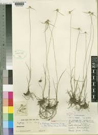 Image result for Kyllinga merxmuelleri