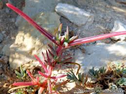 Image result for Salsola