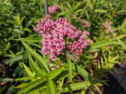 Image result for Asclepias aurea
