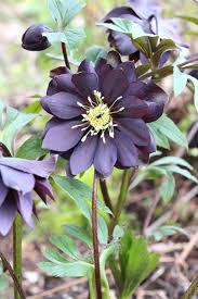 If you have an expansive outdoor space, you can create a sense of coziness by visually dividing the large lawn into small areas. Helleborus Lenten Rose Hellebore Gardening Washington Zone 8 Garden Winter Blooms Lenten Rose Shade Plants Plants