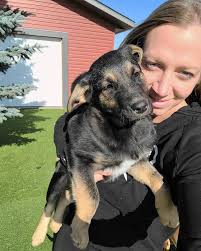 Two male puppies in Qatar need a home