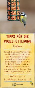 Sollte Man Vogel Im Garten Futtern Plantura In 2020 Vogel Im Garten Garten Tipps