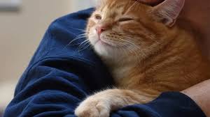 ‪Adopting Senior Cats: Benefits of an Older Cat | Fresh Step®‬‏