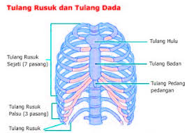 Jenis tulang ini terdapat pada telapak tangan dan kaki; Rangka Manusia Tulang Penyusun Jumlah Tulang Sistem Dan Fungsi