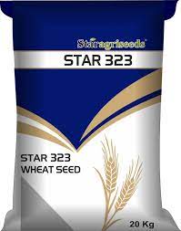 Star Agriseeds Star 323 Wheat Seeds | 20 KG : Amazon.in: Grocery & Gourmet  Foods