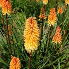 Image result for Kniphofia princeae