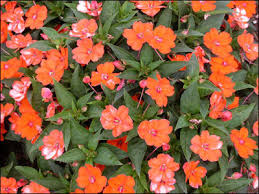 Image result for Impatiens stuhlmannii