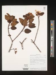 Image result for Dichaetanthera corymbosa