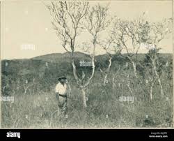 Image result for Hymenocardia ulmoides