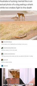 Pin By Phoebe On Tumblr Aussie Memes Funny Tumblr Funny