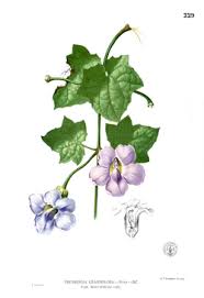 Image result for Thunbergia vogeliana