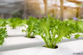 Frillice Iceberg Growing In Nursery Hydroponics Farm Salad Vegetable Stock Photo Crushpixel