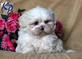 Everyone loves the shih tzu breed because they are calm, adorable, and great family pets, despite the bad smell you are now discovering in your dog, daphne. Craigslist Dallas Pets Shih Tzu News At Pets Vote Fudge Jp