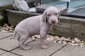 Image result for výmarský krátkosrstý ohař