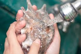 How To Drill A Hole In A Seashell Without A Drill Seashell Crafts Shell Crafts Beach Crafts