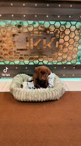 Jakes Kustom Kuttings