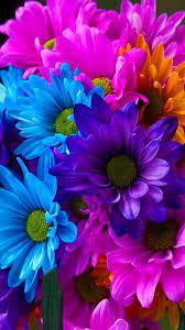 Download colorful flower images and photos. Download 360x640 Colorful Flowers Cell Phone Wallpaper Category Flowers Rainbow Flowers Beautiful Flowers Flower Wallpaper