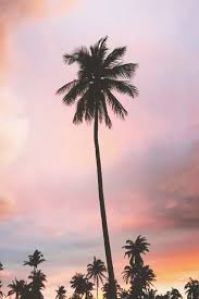 You can see details about palm image in the description below: Lagunavibe Amazing Coconut Trees Coconut Tree Trees Tumblr Tree