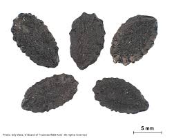 Image result for Coccinia rehmannii