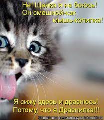 котоматрица / смешные картинки и другие приколы: комиксы, гиф анимация,  видео, лучший интеллектуальный юмор.