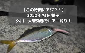 この時期にアジ 2020年初冬 外川 犬若漁港でルアー釣り 茶色のあの魚も シアターカミカゼ