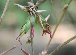 Image result for Bambusa balcooa