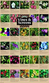 Their heavy bloom adds interest and beauty to posts, fences, arbors and porches. Plants Garden Vines Climbing Vines