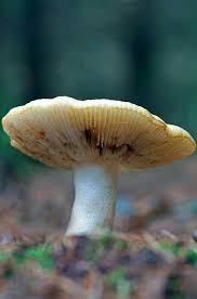 Pin By Margret Albers On Hongos Y Setas Stuffed Mushrooms Magical Mushrooms Amazing Nature Photos