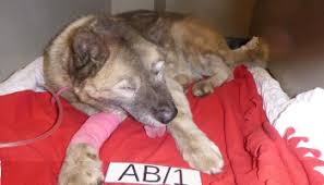To euthanise a pet is often a very difficult decision and should be discussed with the veterinarian and family members. Euthanasia Rspca Org Uk