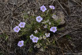 Image result for Nierembergia hippomanica