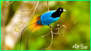 Motif batik yang satu ini sangat berdekatan dengan. Burung Cendrawasih Cantik Yang Ada Di Indonesia Dunia Fauna Hewan Binatang Tumbuhan
