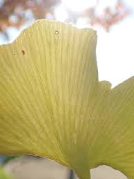 イチョウ この不思議な植物 ２ 木曽now