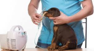 Check spelling or type a new query. Diplomado En Farmacologia Veterinaria Del Aparato Cardiorrespiratorio Renal Y Hemostasia Tech Guatemala