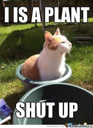 Meme Center Largest Creative Humor Community Funny Cat Memes Funny Animals Funny Cats