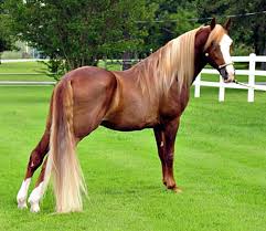 Two registered twh both all black. Tennessee Walking Horse Stallion Victory Number 9 Walking Horse Beautiful Horses Tennessee Walking Horse