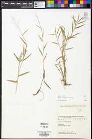 Image result for Isachne kiyalaensis