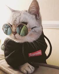 Pinterest Com Pinterest Pins Pinterest Com Pinterest Pins Gato Com Oculos Memes De Animais Fofos Filhotes De Gatos