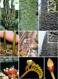 Image result for Malvaceae subfamily Bombacoideae