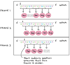 the genetic code codon table article khan academy