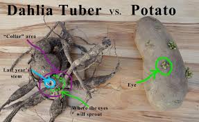 You want to make sure your bulbs are stored at a low temperature. How To Identify An Eye On A Dahlia Tuber Evelyn S Garden