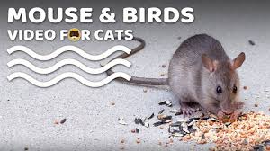 Video For Cats Mouse And Birds Cat Dog Tv Youtube In 2020 Cat Gif Cat Mouse Cats