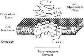 Both plant and animal cells perceive and process extracellular signals through plasma membrane receptors. Cell Membrane Receptors Glowm