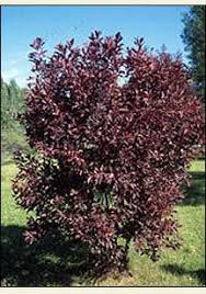 In the united states it is the state tree of maine (as of 1945) and michigan (as of 1955). 19 Sudbury Screening Trees Ideas In 2021 Sudbury Plants Tree