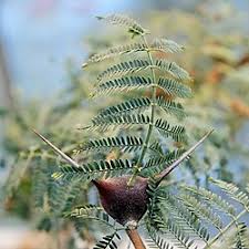 Image result for Acacia seyal