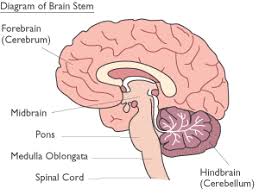 Brain stem hypothalmus thalamus cerebral cortex. Key Players In Autism Iv The Brainstem Cortical Chauvinism