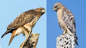 Photographed in the everglades n.p. Your Guide To North American Birds And Birding Lifestyle Bird Life List Raptors Red Tailed Hawk