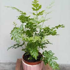 Image result for Pteris burtonii