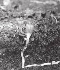 Image result for Gymnosiphon longistylus